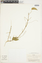 Amphilophium paniculatum (L.) Kunth, Colombia, J. Cuatrecasas 24904, F