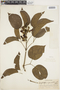 Amphilophium paniculatum (L.) Kunth, Peru, G. Klug 2956, F