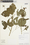 Amphilophium paniculatum (L.) Kunth, Peru, A. H. Gentry 16298, F