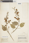 Amphilophium paniculatum (L.) Kunth, Venezuela, J. A. Steyermark 57562, F