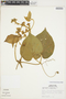 Amphilophium aschersonii Ule, Peru, M. Rimachi Y. 1103, F
