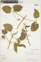 Amphilophium aschersonii Ule, Peru, F. Ayala 1411, F