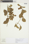 Amphilophium bracteatum (Cham.) L. G. Lohmann, Brazil, W. Hoehne 801, F