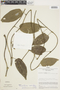 Sciadotenia ramiflora Eichler, Peru, J. Schunke Vigo 1358, F