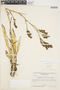 Brocchinia melanacra L. B. Sm., GUYANA, F