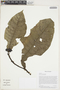 Solanum nemorense Dunal, Ecuador, J. L. Clark 9185, F