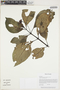 Gasteranthus glaber L. E. Skog & L. P. Kvist, ECUADOR, J. L. Clark 8512, F