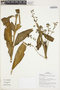Gloxinia xanthophylla (Poepp.) Roalson & Boggan, Peru, J. G. Graham 4194, F