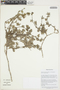 Tiquilia cf. litoralis (Phil.) A. T. Richardson, Peru, M. Weigend 8386, F