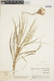 Guzmania graminifolia (André ex Baker) L. B. Sm., Colombia, J. Cuatrecasas 23731, F