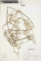 Eriosorus flexuosus (Kunth) Copel., Peru, A. Sagástegui A. 16329, F