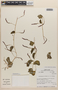 Anredera diffusa (Moq.) Sperling, Peru, M. O. Dillon 4632, F