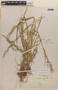 Bromus berteroanus Colla, Chile, E. Werdermann 833, F