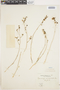 Conanthera campanulata (D. Don) Lindl., CHILE, E. Werdermann 909, F