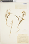 Zephyra elegans D. Don, Chile, I. M. Johnston 3611, F