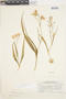 Zephyra elegans D. Don, Chile, C. R. Worth 15776, F