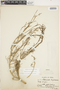 Eremocharis piscoensis Mathias & Constance, Peru, A. Weberbauer 5406, F