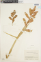 Guzmania calamifolia André ex Mez, Colombia, J. Cuatrecasas 16172, F