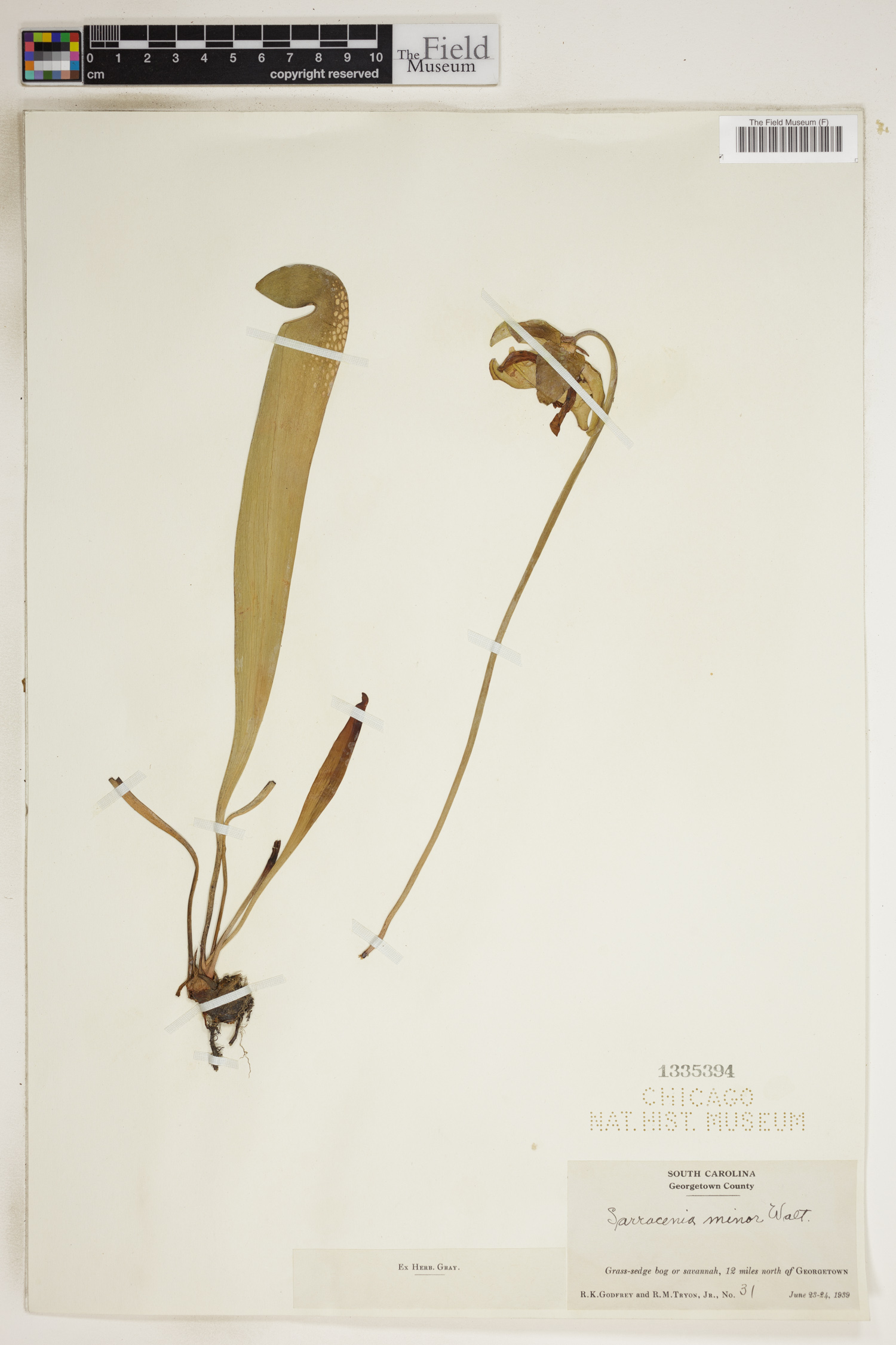 Sarracenia minor image