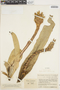 Guzmania musaica var. concolor L. B. Sm., COLOMBIA, F