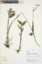Epidendrum L., Peru, V. Quipuscoa S. 2464, F