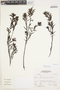 Castilleja fissifolia L. f., Peru, A. Sagástegui A. 16368, F