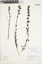 Lamourouxia sylvatica Kunth, Peru, I. M. Sánchez Vega 10605, F