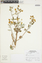 Calceolaria L., Peru, A. Sagástegui A. 16988, F