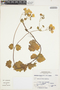 Calceolaria hispida Benth., Peru, A. Sagástegui A. 16160, F