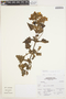 Calceolaria perfoliata L. f., Peru, A. Sagástegui A. 16786, F