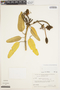 Colicodendron scabridum (Kunth) Seem., Peru, B. Maguire 44389, F