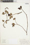 Ribes leptostachyum Benth., Colombia, J. Cuatrecasas 26281, F