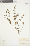 Marsypianthes chamaedrys (Vahl) Kuntze, Colombia, J. Cuatrecasas 25705, F