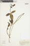 Bomarea setacea (Ruíz & Pav.) Herb., Colombia, J. Cuatrecasas 24232, F