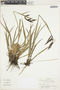 Carex pichinchensis Kunth, Colombia, J. Cuatrecasas 26347, F
