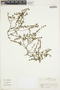 Cuphea carthagenensis (Jacq.) J. F. Macbr., Colombia, L. Willard 26219, F