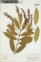 Vochysia ferruginea Mart., Colombia, L. Willard 26207, F
