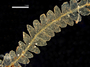 Digital microscope image, dorsal view of Zoopsidella integrifolia, Isotype, Spruce s.n. (C0172219F)