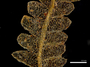 Digital microscope image, dorsal view of Zoopsidella integrifolia, Isotype, Spruce s.n. (C0172219F)