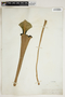 Sarracenia flava image