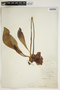 Sarracenia purpurea L., U.S.A., A. P. Garber, F