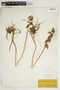Aplectrum hyemale (Muhl. ex Willd.) Nutt., U.S.A., E. Hall, F