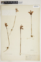 Arethusa bulbosa image