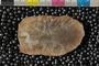 P32749a_n
