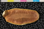 PE81796a_p