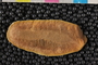 PE81796b_p