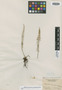 Polypodium macbridense Shimek, Nicaragua, B. Shimek s.n., Isotype, F