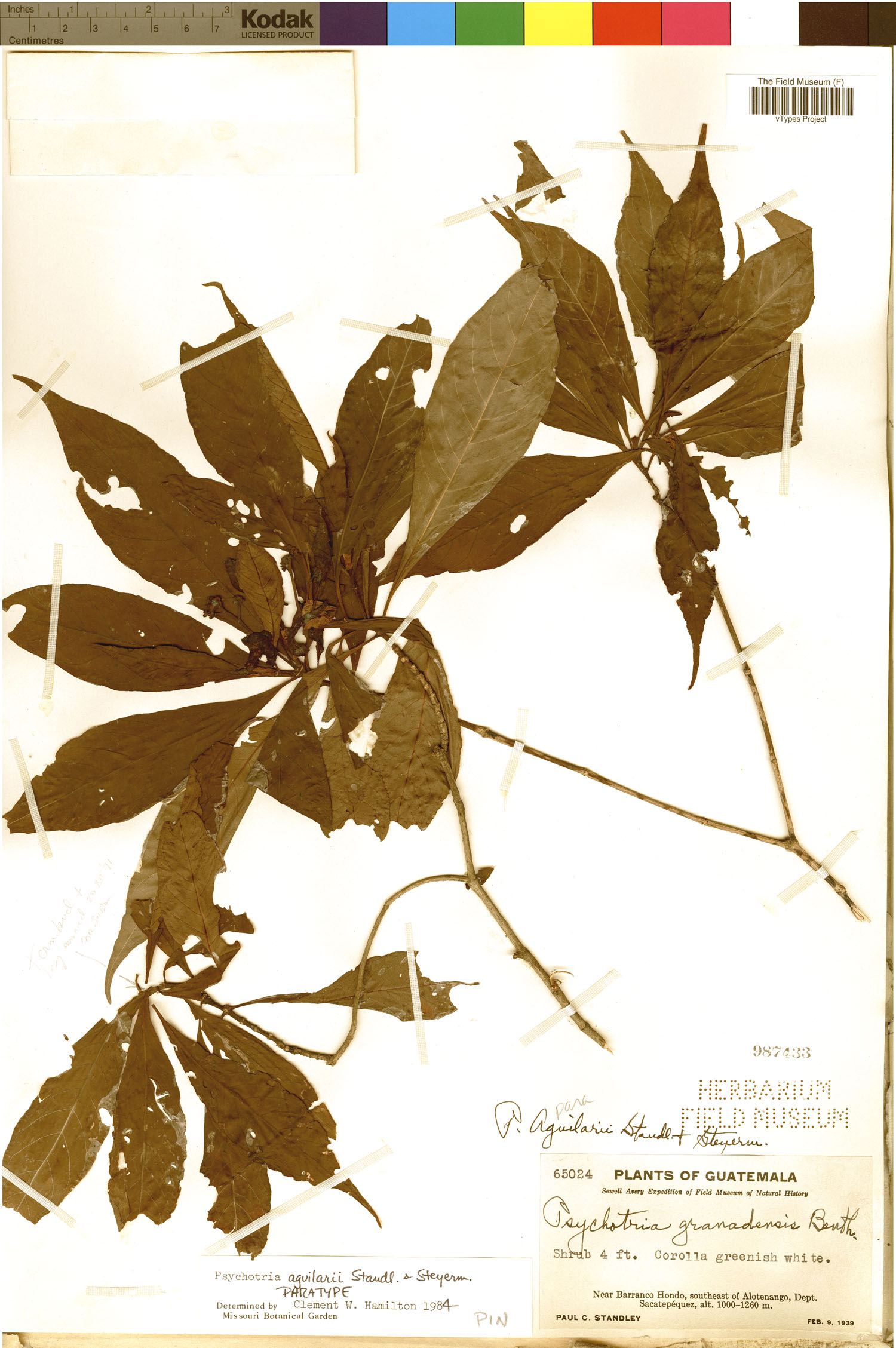 Psychotria aguilarii image