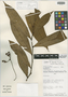 Guatteria grandipes Maas & Westra, Peru, B. A. Stein 4002, Isotype, F
