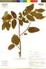 Waltheria biribiricensis Saunders, BRAZIL, J. Saunders 3167, F